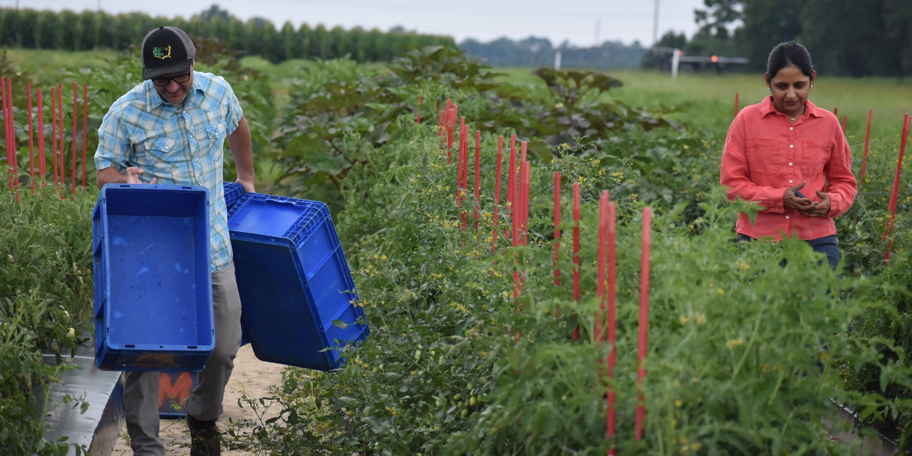 Two people walk through rows of tomato plants in an agricultural research field. Dr. McAvoy carries two large blue harvest bins while Manisha Kumari moves through the crop row holding a handheld device. Red stakes support the tomato plants on either side of the path. Additional vegetable plots and open farmland extend into the background under an overcast sky.