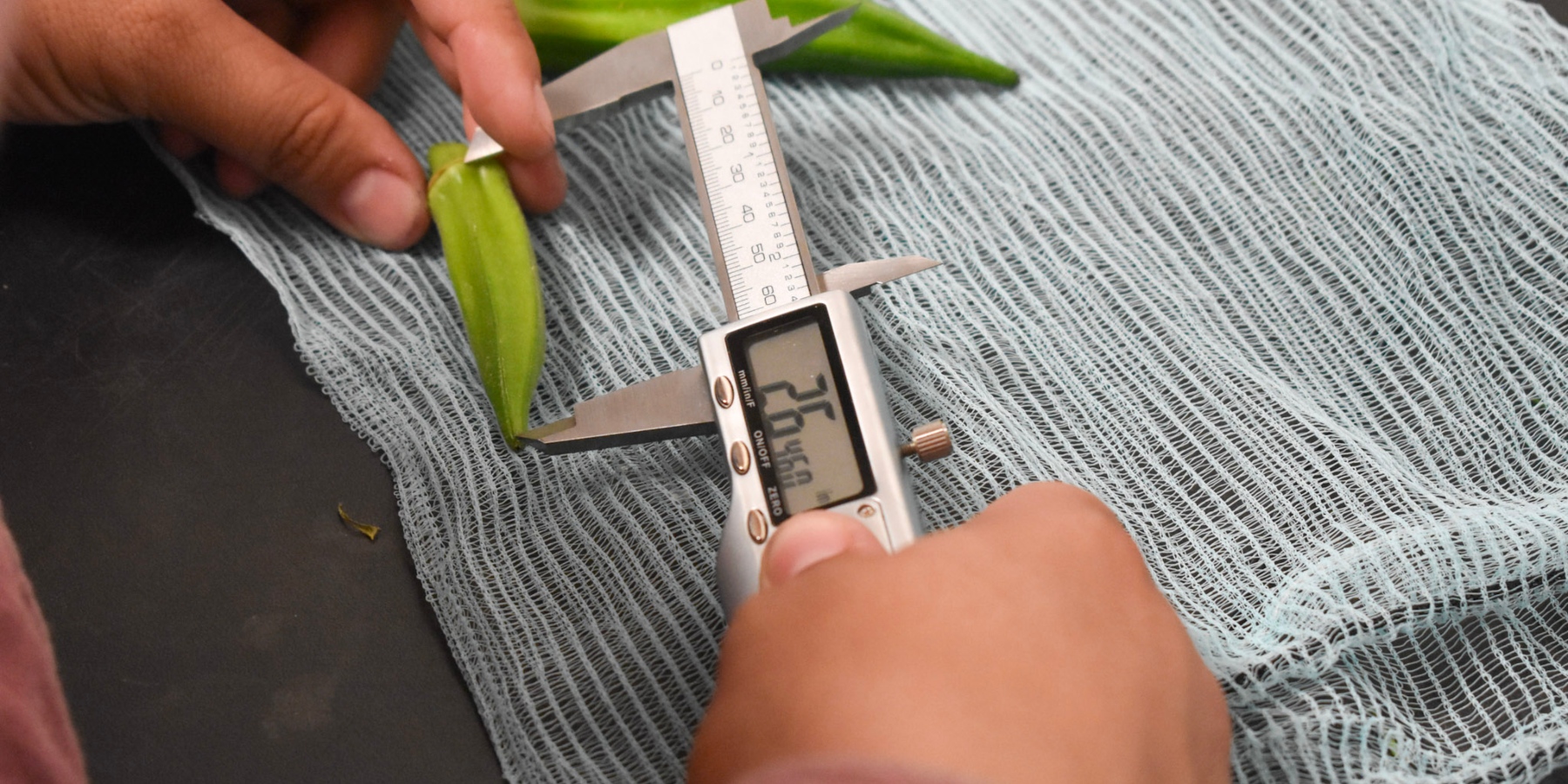 Close-up of a person using a digital caliper to measure the length of a freshly harvested okra pod. The green okra rests on a white mesh surface while the caliper display shows the measurement in millimeters. Another okra pod is visible in the background, suggesting data collection or crop evaluation in an agricultural research setting.